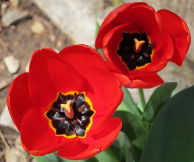 Tulips S95 420 002.
