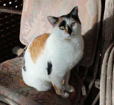 Gata on throne