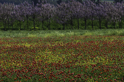 IMG_7970 -  Valley of Jezreel 