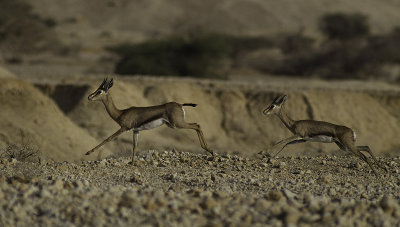 BM4J2642 - Gazella gazella acaciae