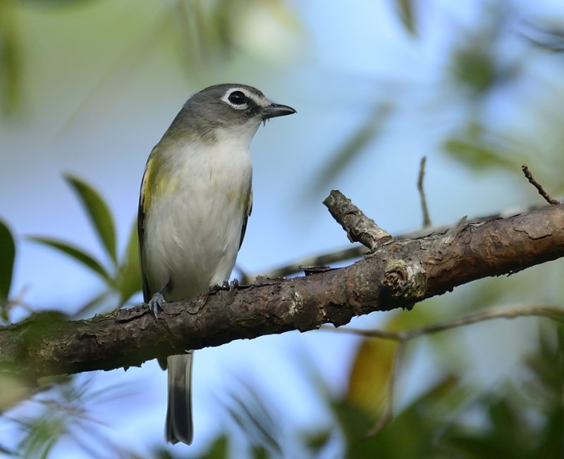Blue-headed Vireo