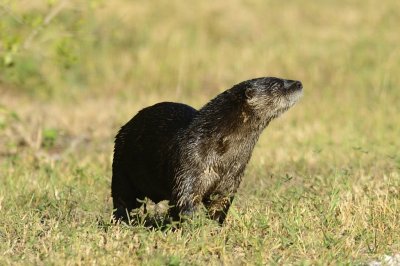 Northern River Otter