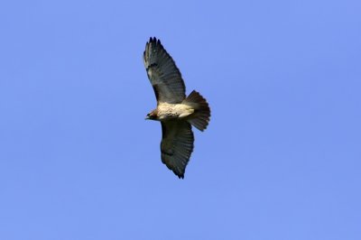 Red-tailed hawk