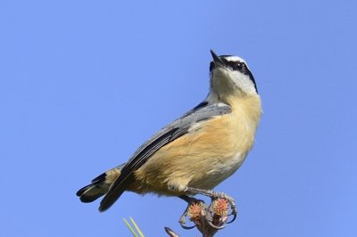 Red-breasted nuthatch