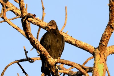 Black vulture
