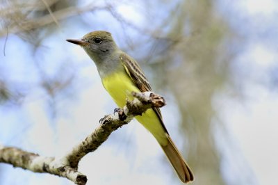 Great crested flycatcher
