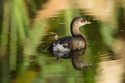 Pied-billed grebe