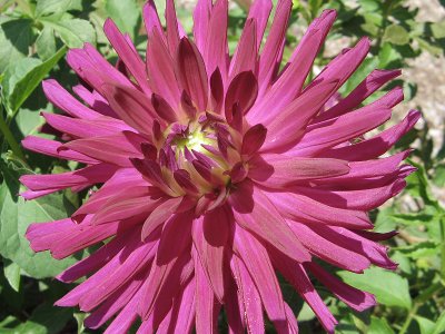 Star Dahlia.JPG
