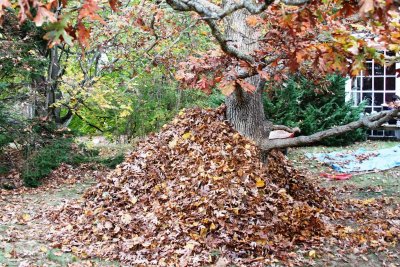 The Leaf Pile