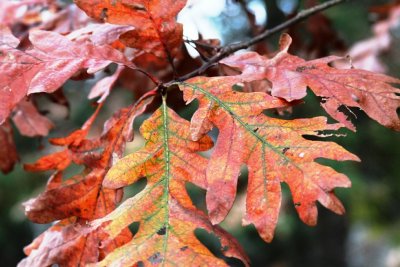 The Leaf Pile