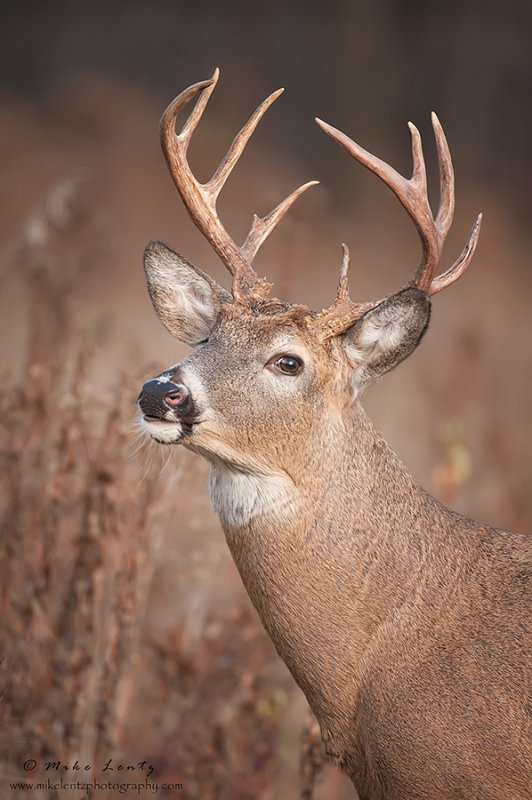 Buck sniffing the air