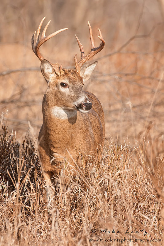 Buck in field