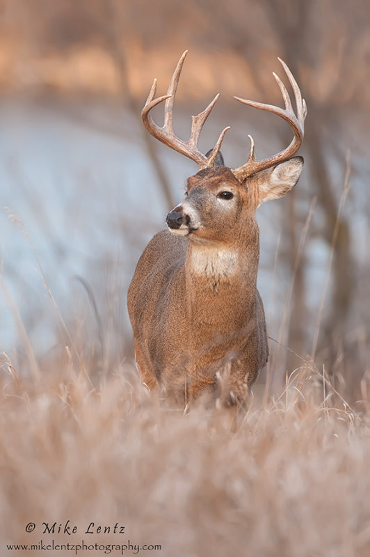 Buck near lake