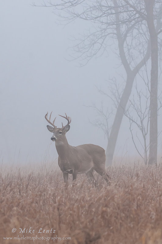 Buck verticle in heavy fog 