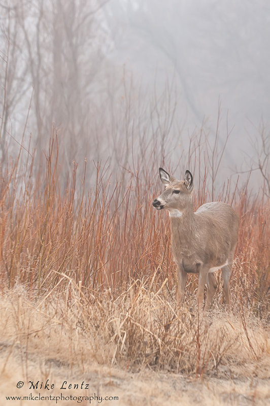 Doe in red shrubs and fog
