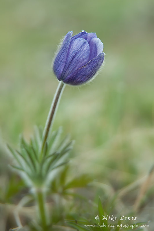 Purple flower in Bighorn mtns