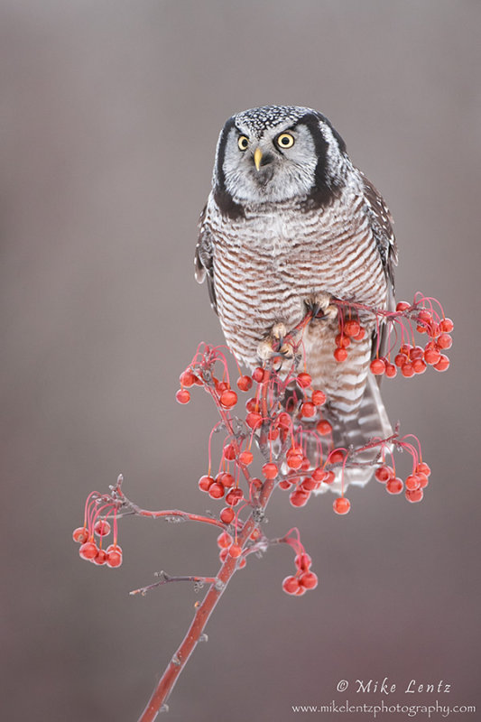 Northern Hawk Owl