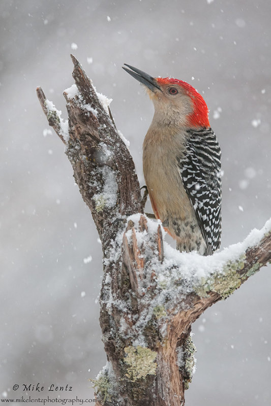Red bellied WP winter scene