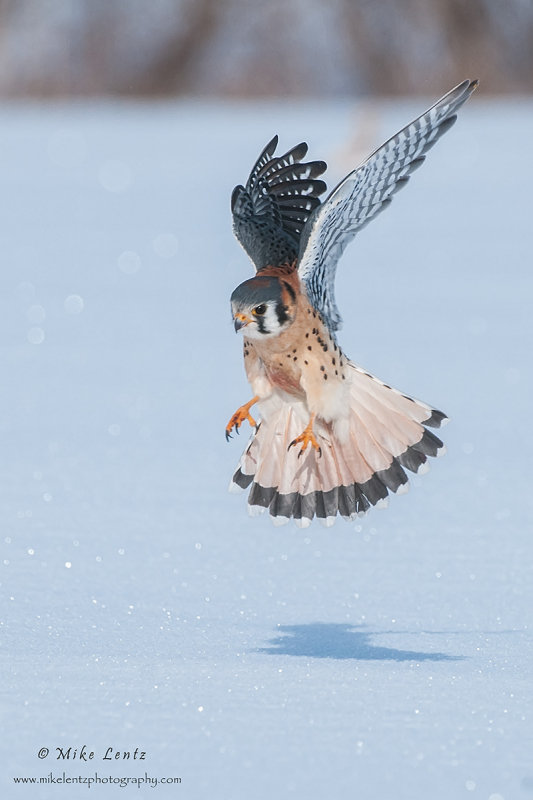 Kestral flight