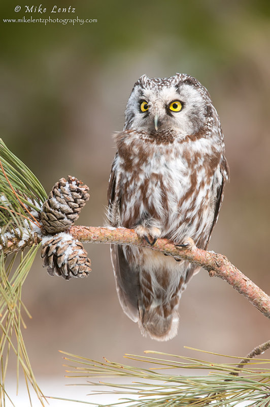 Boreal owl 