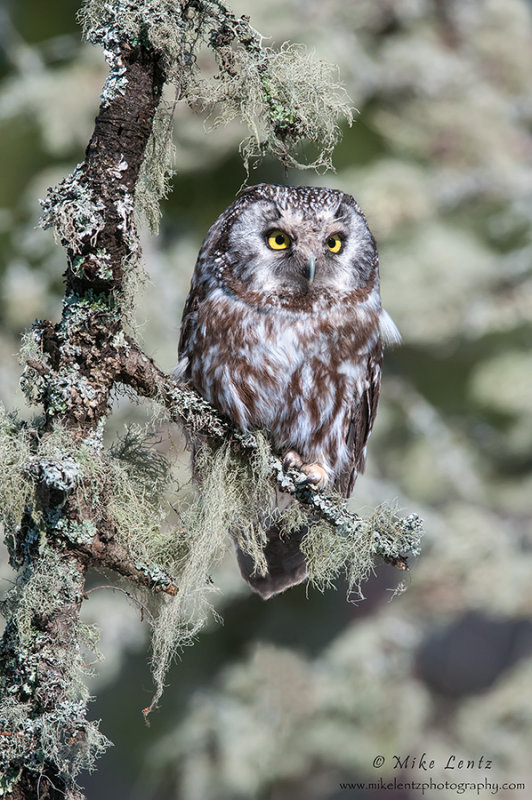 Boreal Owl hidden in lichen 