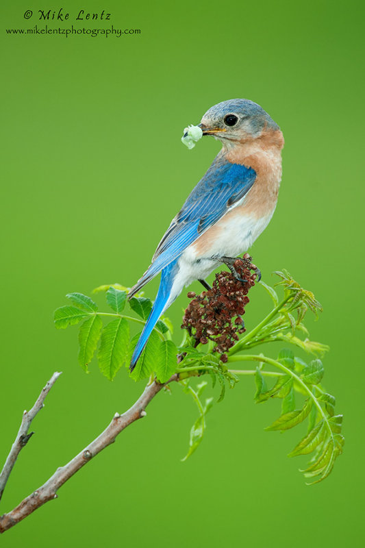 Eastern Bluebird on Sumac