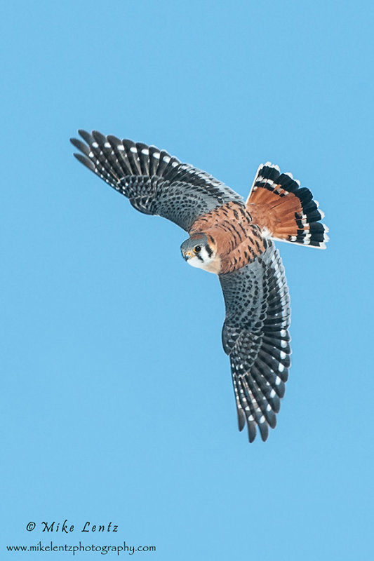 American Kestral banking downwards 
