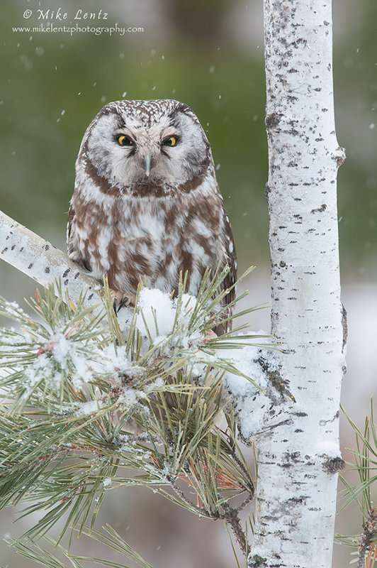 Boreal owl in Birch tree