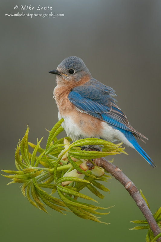 Bluebird on plush perch 