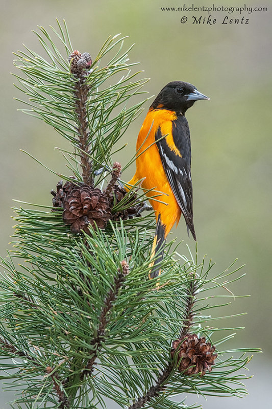 Baltimore Oriole 
