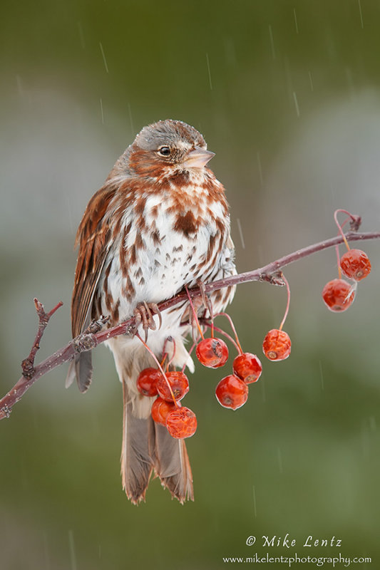 Fox sparrow in a snowfall