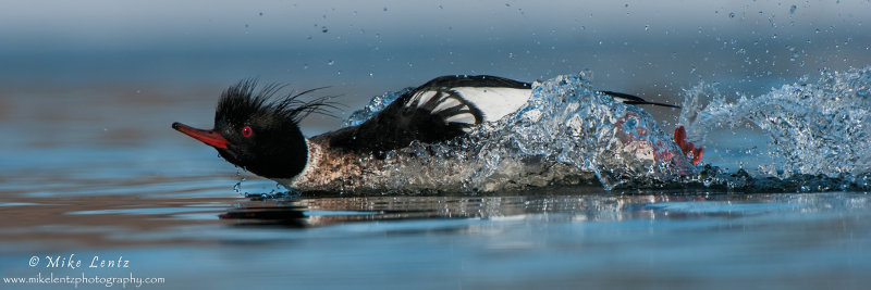 Red breasted Merganser rushing (pano)