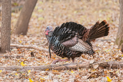 Turkey Tom autumn strut