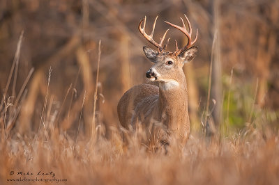 Buck in golden morning light 