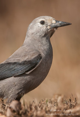 Clarks nutcracker 