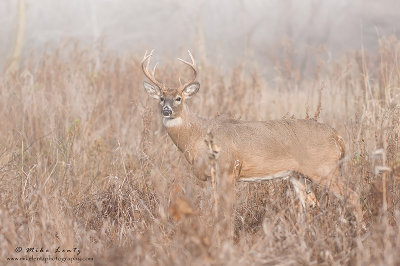 Buck in foggy field 