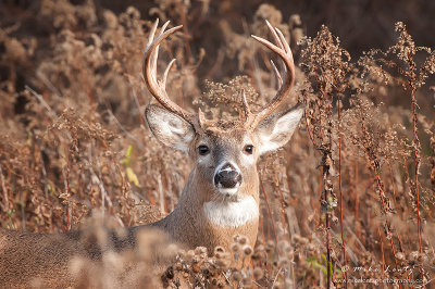 Buck in thicket 
