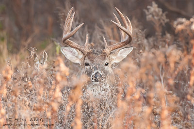 Buck in brush 