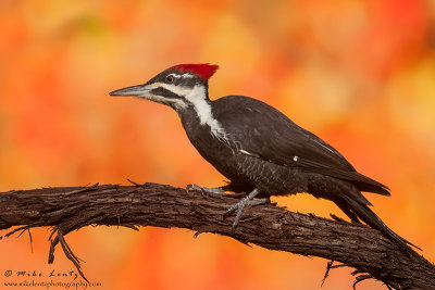 Piliated Woodpecker autumn scene