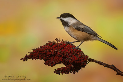 Black capped chickadee 