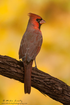 Northern Cardinal fall colors