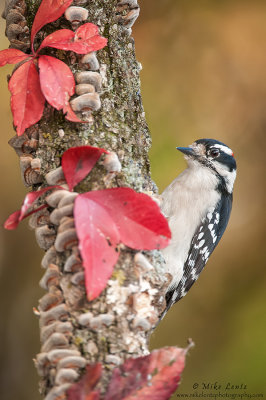 Downy Woodpecker autumn bounty