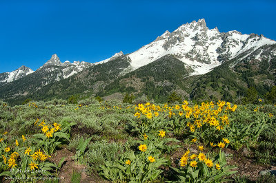 Tetons snow capped with flower base 