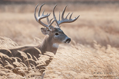 Buck in field grasses