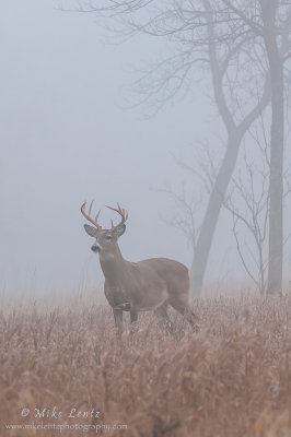 Buck verticle in heavy fog 
