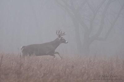 Buck runs in fog 
