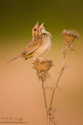 Henslows sparrow