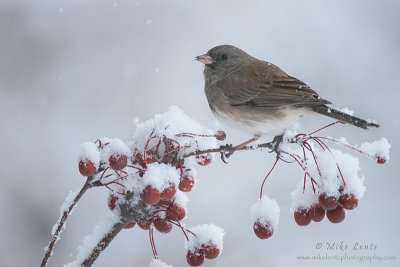 Junco on berries in the snow
