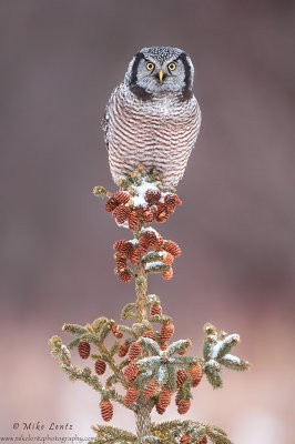 Northern Hawk Owl