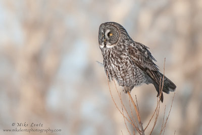 Great Gray Owl 